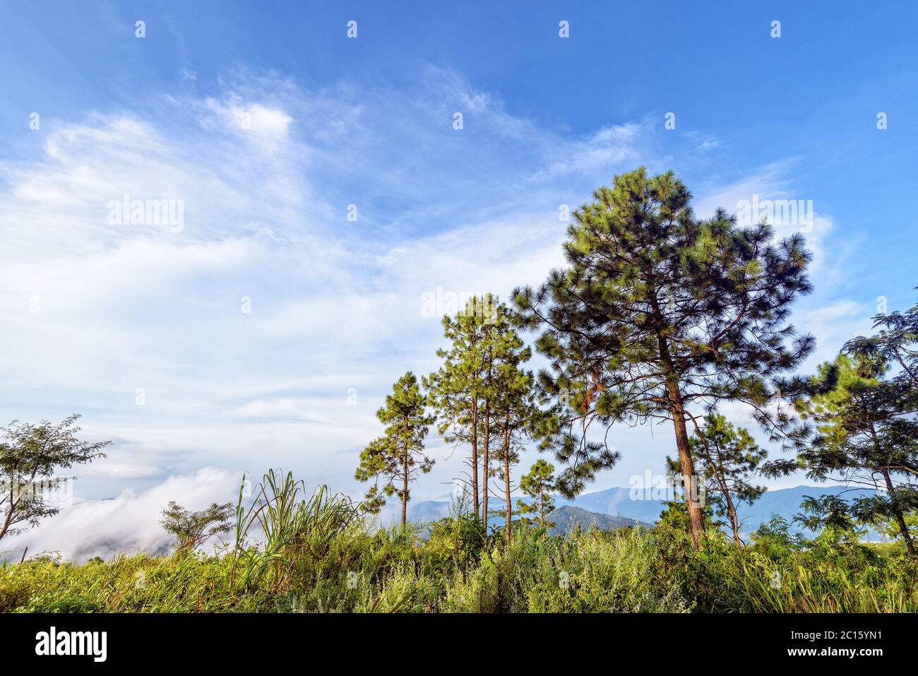 Pine trees on the mountain Stock Photo