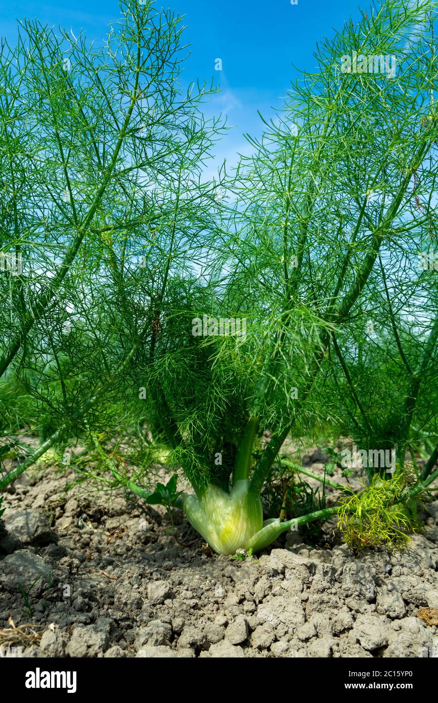 Farm field with growing green annual Florence fennel bulbing plants