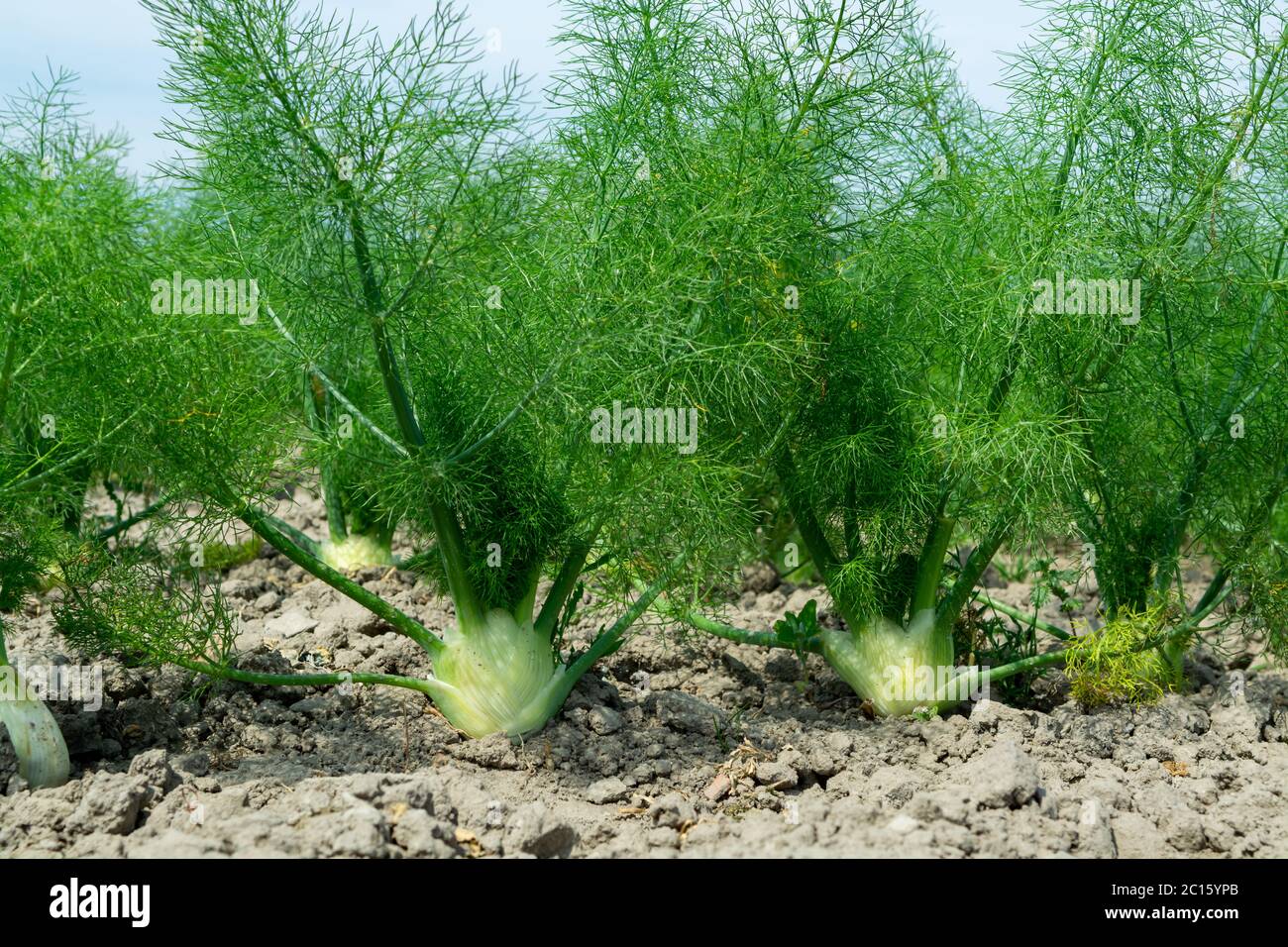 Farm field with growing green annual Florence fennel bulbing plants