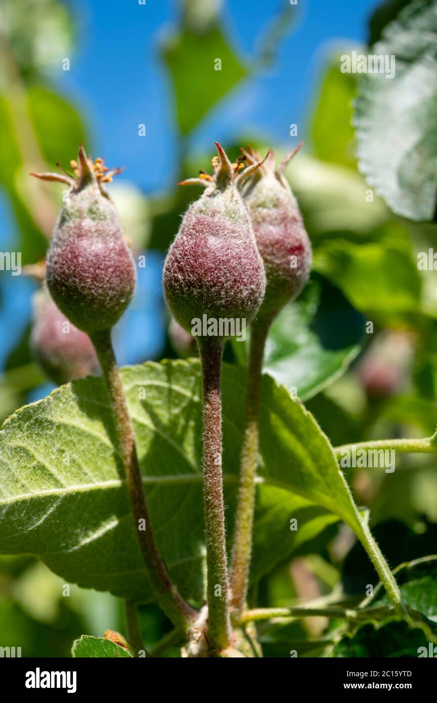Apple fruit development stages, mini apples growing on tree in spring