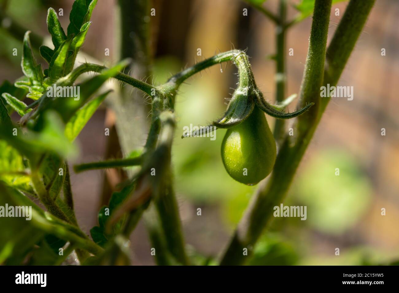 Tomato vegetable development stages, small tomato fruit growing on