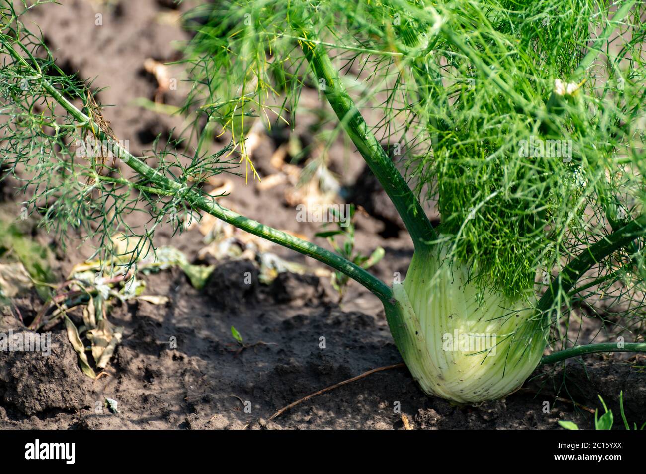 Farm field with growing green annual Florence fennel bulbing plants, foeniculum vulgare azoricum