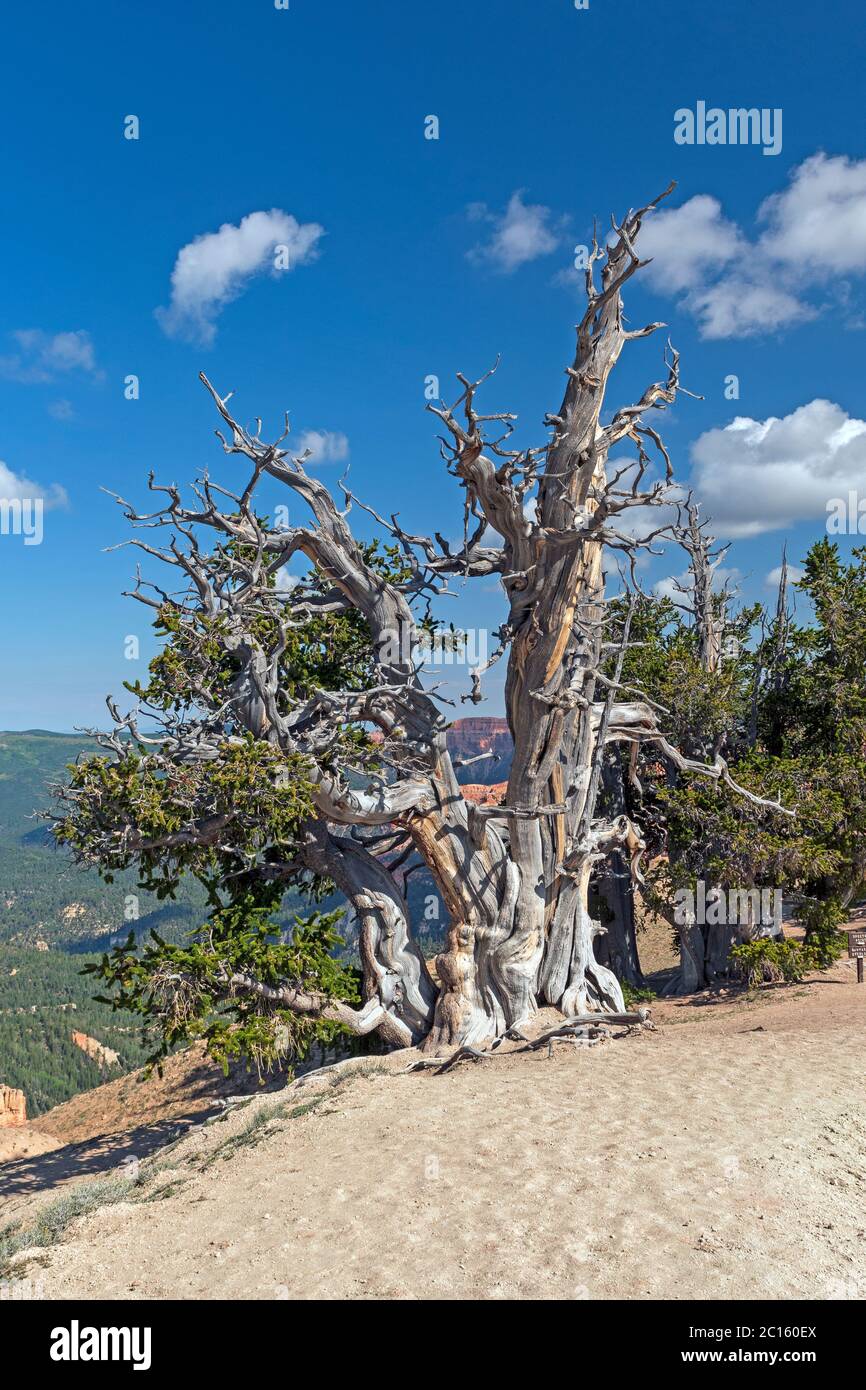 Bristlecone Pine Survivor Tree in Cedar Breaks National Monument in Utah Stock Photo