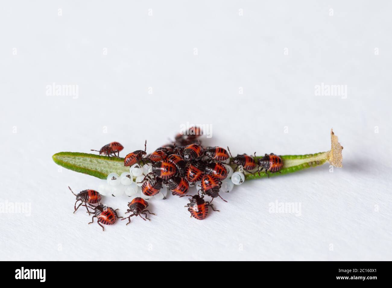 Hatch eggs and young newborn bedbugs (orange, red) (Halyomorpha halys) over a rosemary leaf. East Asian native insect. Stock Photo