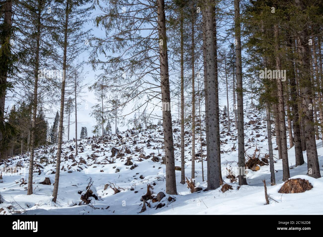 Coniferous forest of Paneveggio in winter season. Area affected by the Vaia storm which has torn many trees. Region Trentino. Italian Alps. Europe. Stock Photo