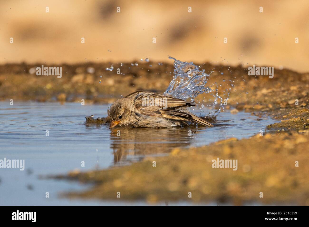 House sparrow (Passer domesticus) Stock Photo