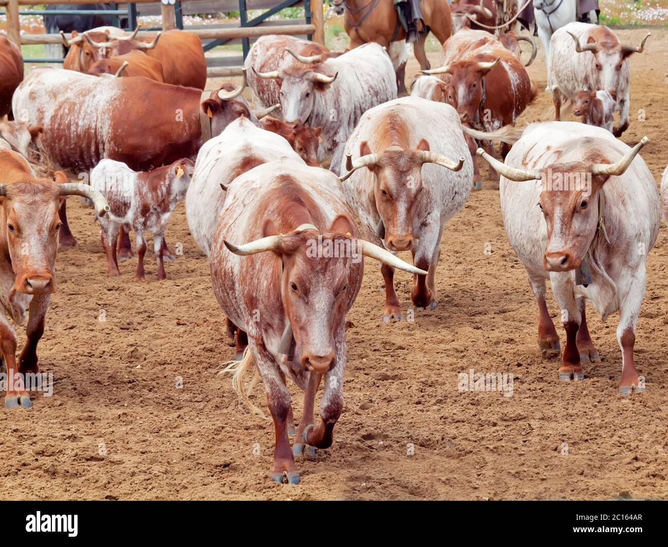 herd of red spanish cows with calves. Spain, Andalusia Stock Photo - Alamy