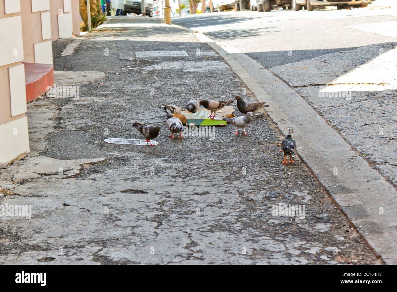 Pigeons eat fast food pizza cheeseburger from the ground in Cape Town, South Africa. Stock Photo