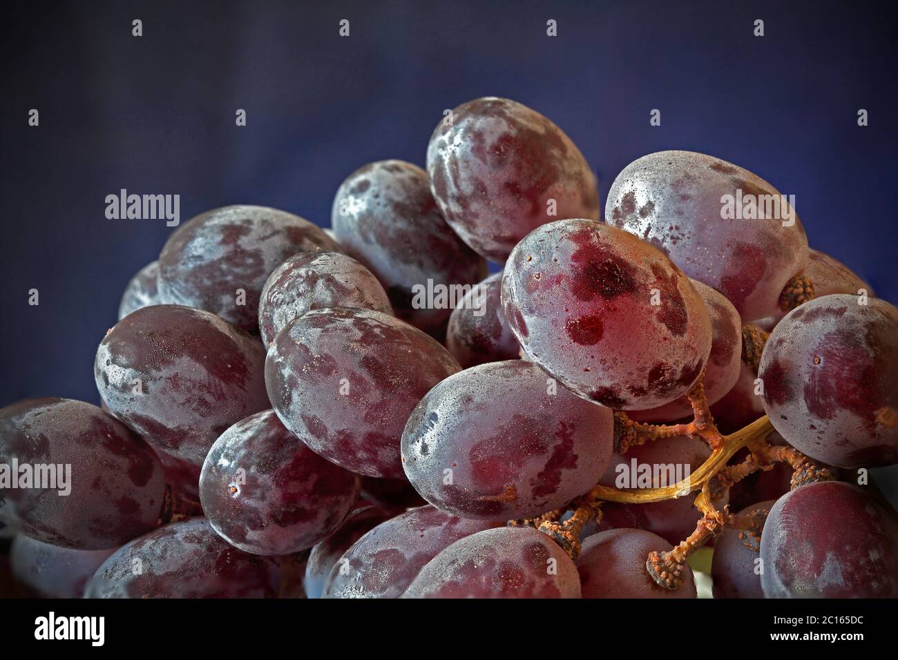 Red grapes on the vine covered in bloom Stock Photo