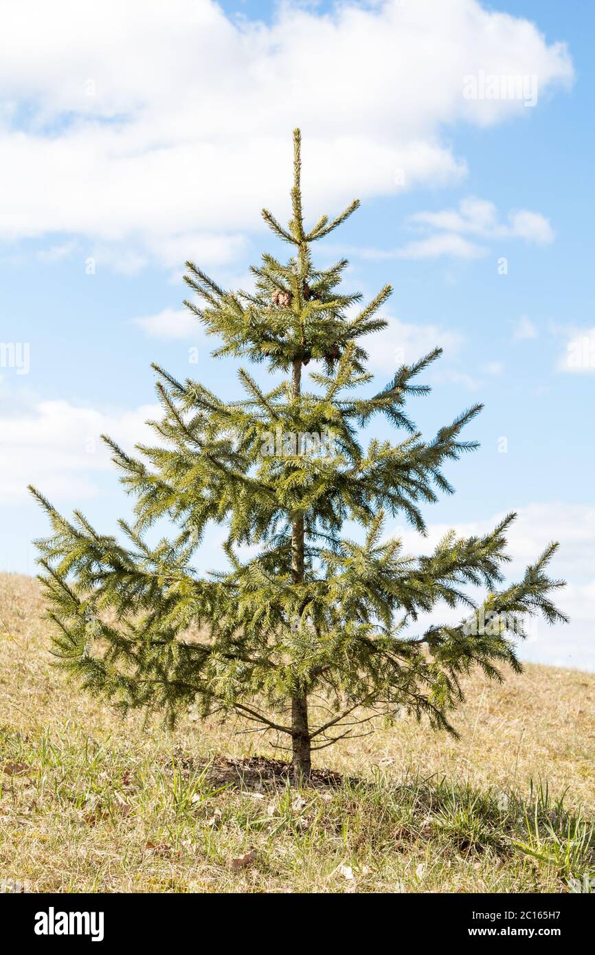 Young Fir Tree High Resolution Stock Photography and Images - Alamy