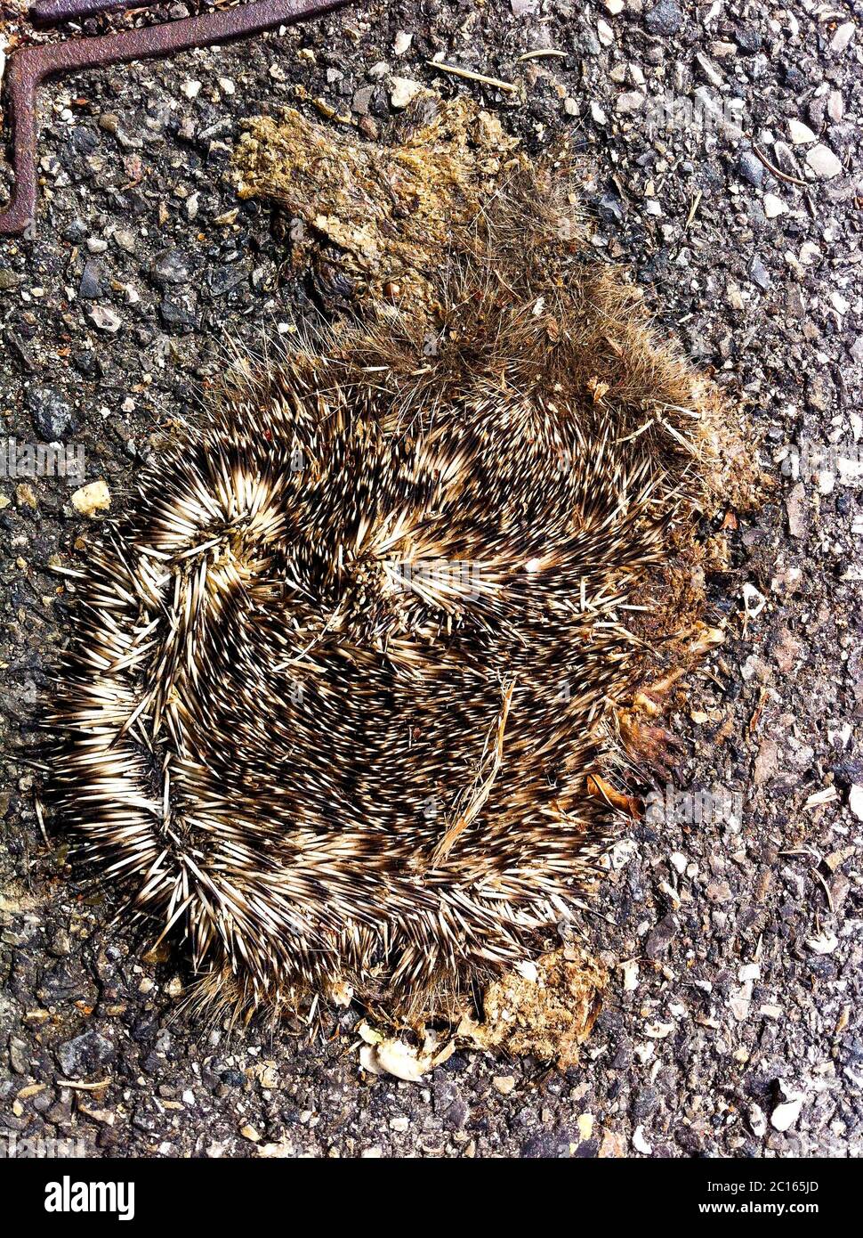 Dead hedgehog, Lyon, France Stock Photo