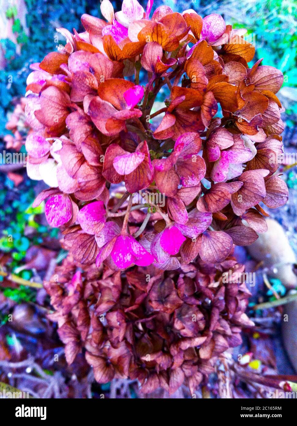 Dry hydrangea flowers with digitally altered colors, Lyon, France Stock