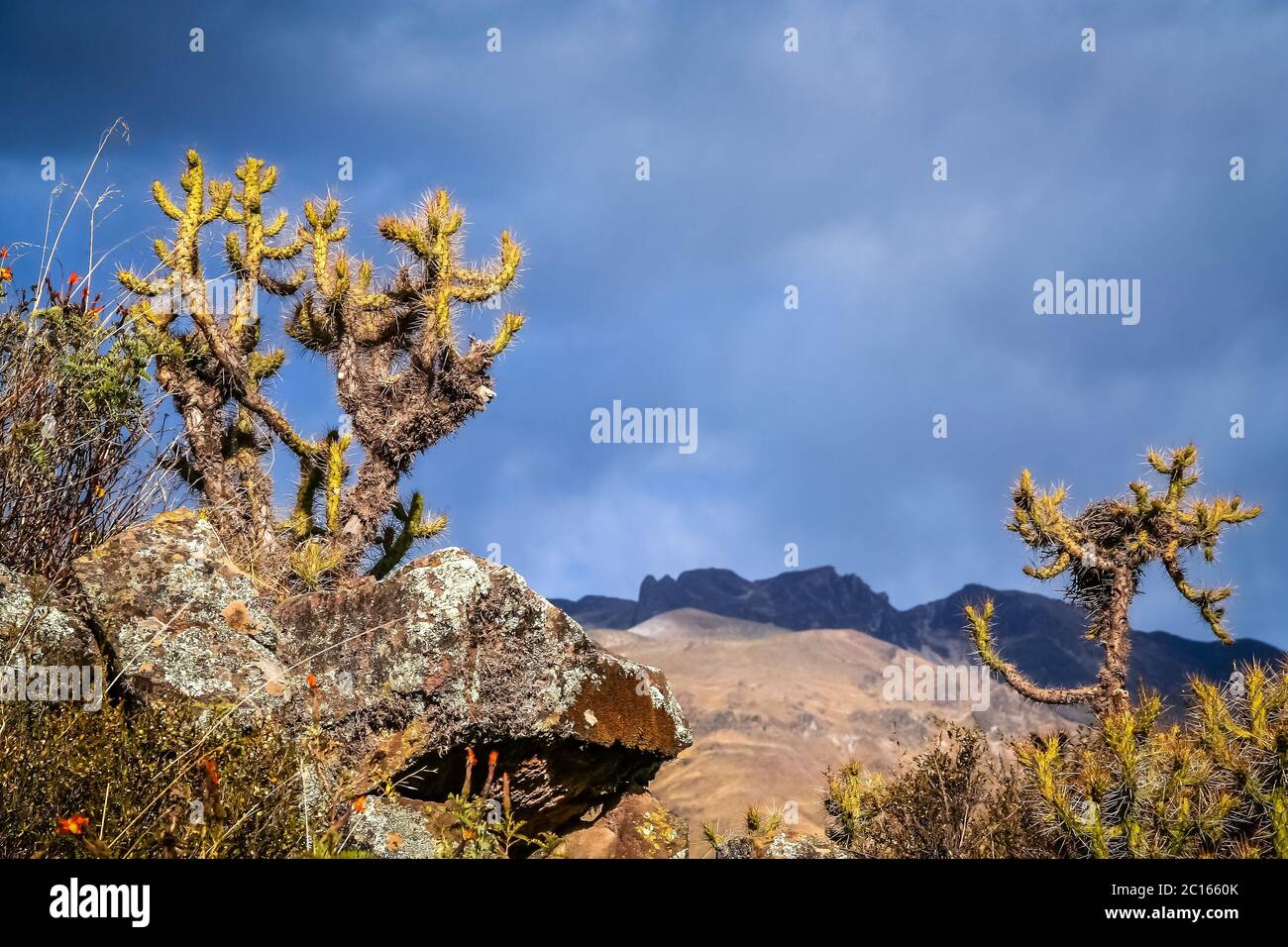 Peruvian cactuses on the rock Stock Photo
