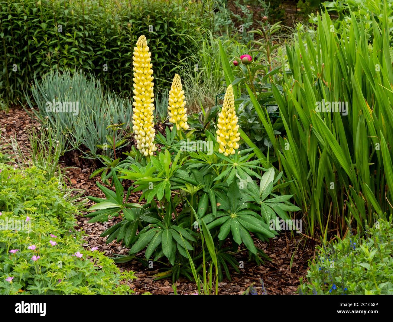 Beautiful yellow lupin plant, Lupinus Chandelier, flowering in a garden Stock Photo