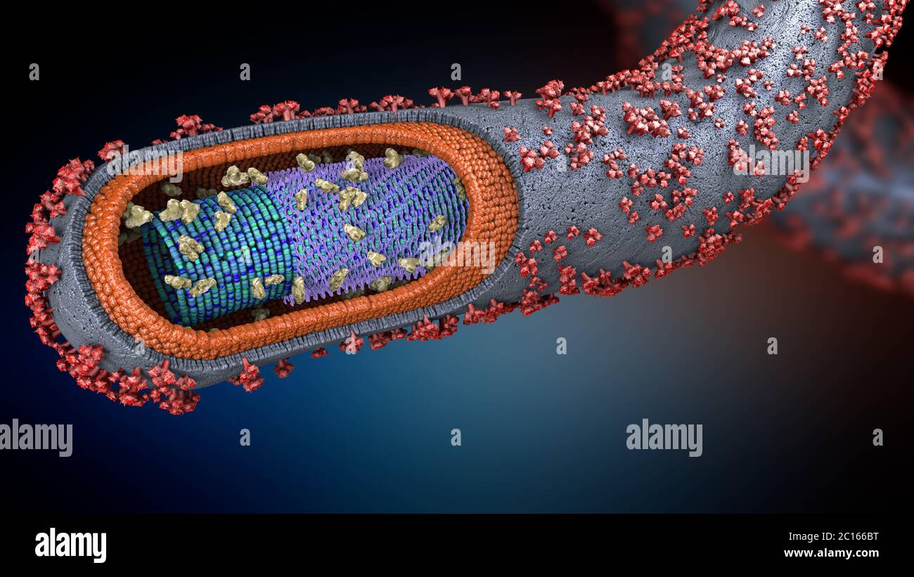 Cell membrane cross section hi-res stock photography and images - Alamy