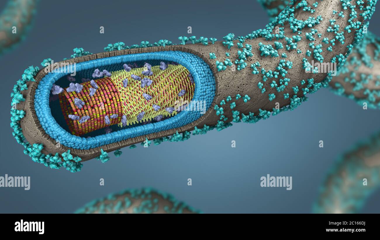 3d illustration of a cross-section of an ebola pathogen Stock Photo