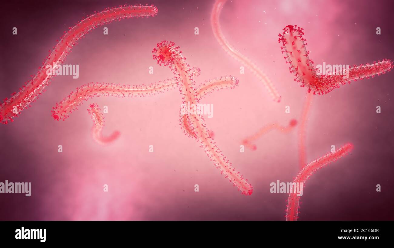 3d illustration of a close-up view of a few twisting ebola fever pathogens Stock Photo