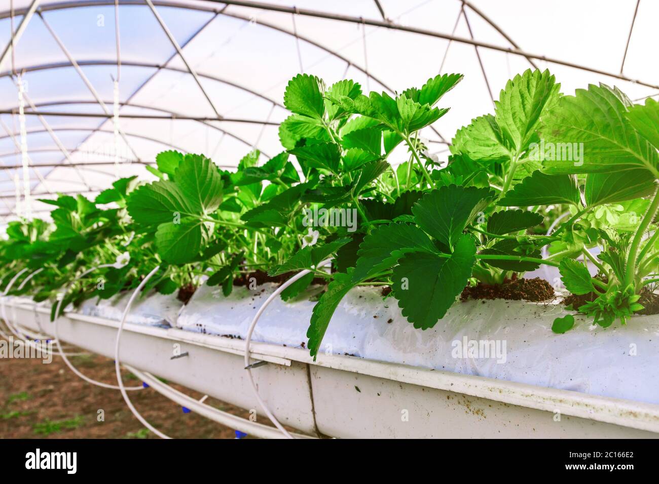 Close-up view on strawberry plant on greenhouse Stock Photo - Alamy