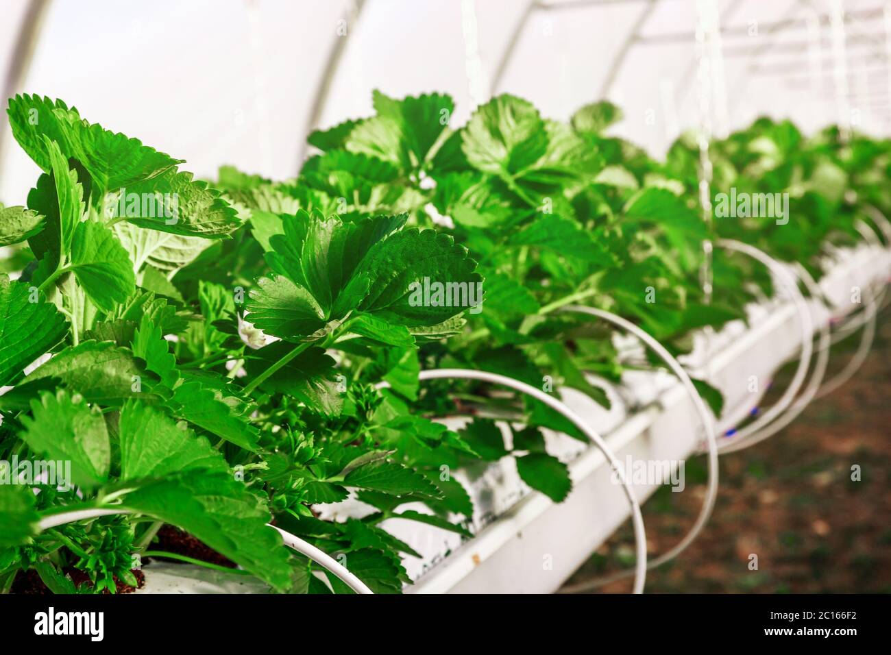 Close-up view on strawberry plant on greenhouse Stock Photo - Alamy
