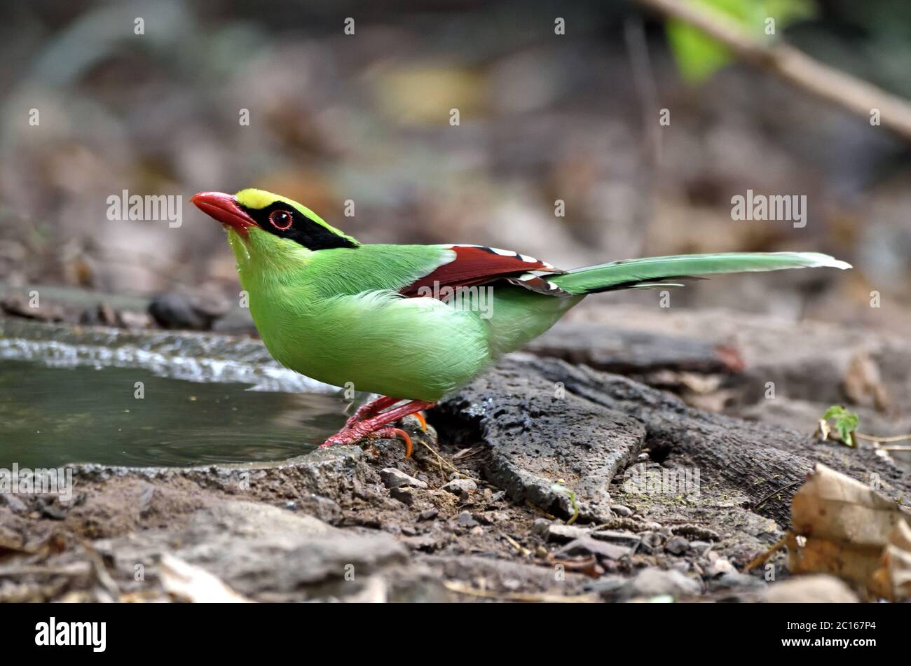 A Common Green Magpie (Cissa chinensis) coming for a drink from a pool in the forest in Western Thailand Stock Photo
