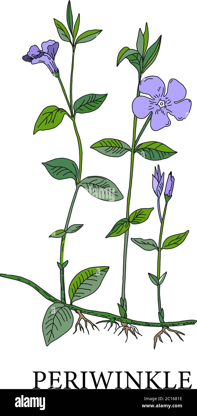 Periwinkle flower. Botanical illustration of periwinkles. Medicinal plants. Alternative medicine. Blue flower on a white background. Vector Stock Vector