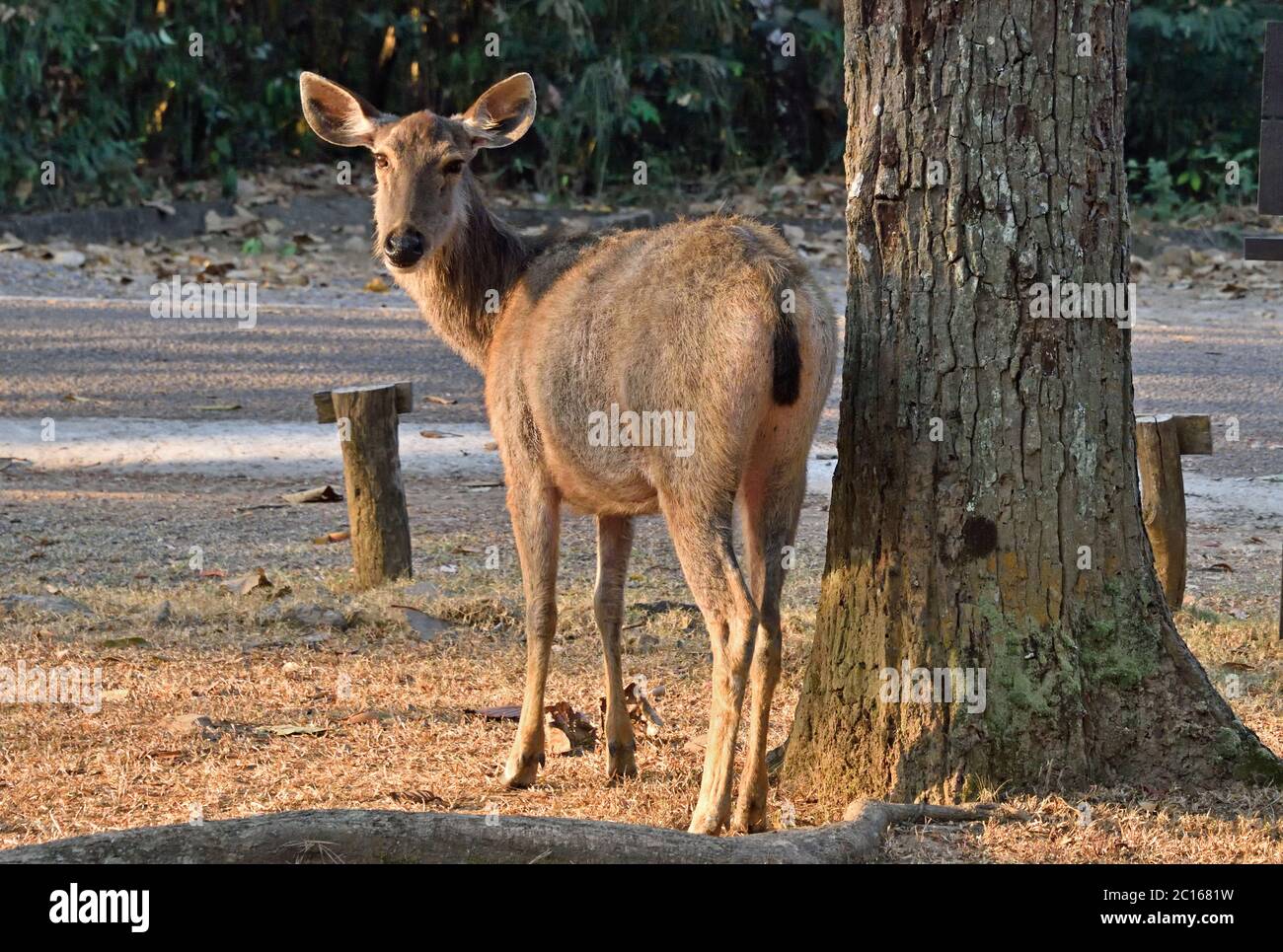 A young female Sambar Deer (Rusa unicolor) in the morning sunlight close to the headquarters of a wildlife sanctuary in Thailand Stock Photo