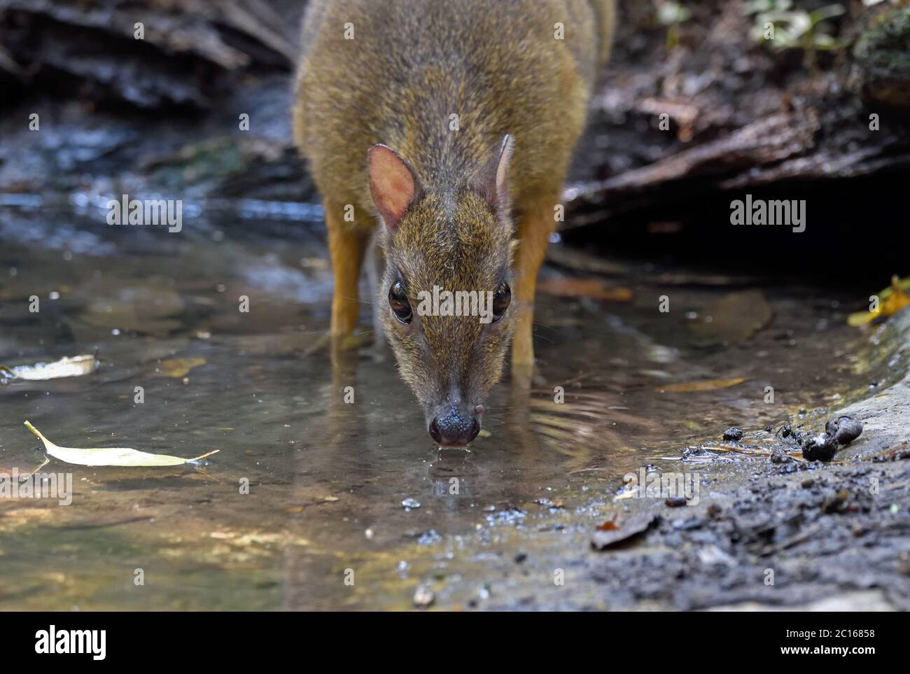 A Lesser Mouse-Deer (Tragulus kanchil) drinking for a pool in the forest in Western Thailand (note the tick close to its nose) Stock Photo
