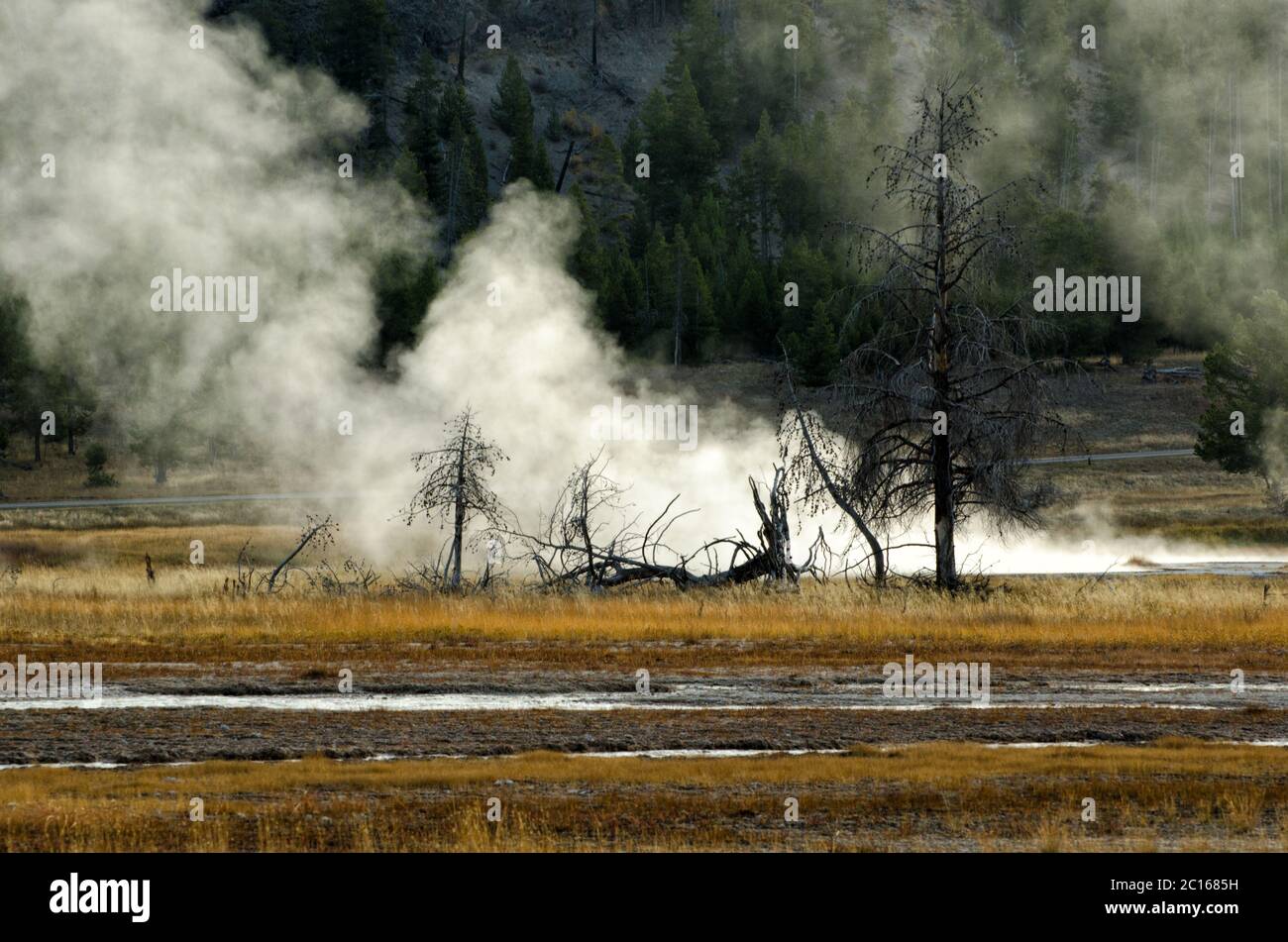 Dead Trees in Yellowstone with Geothermal Steam rising Behind Stock