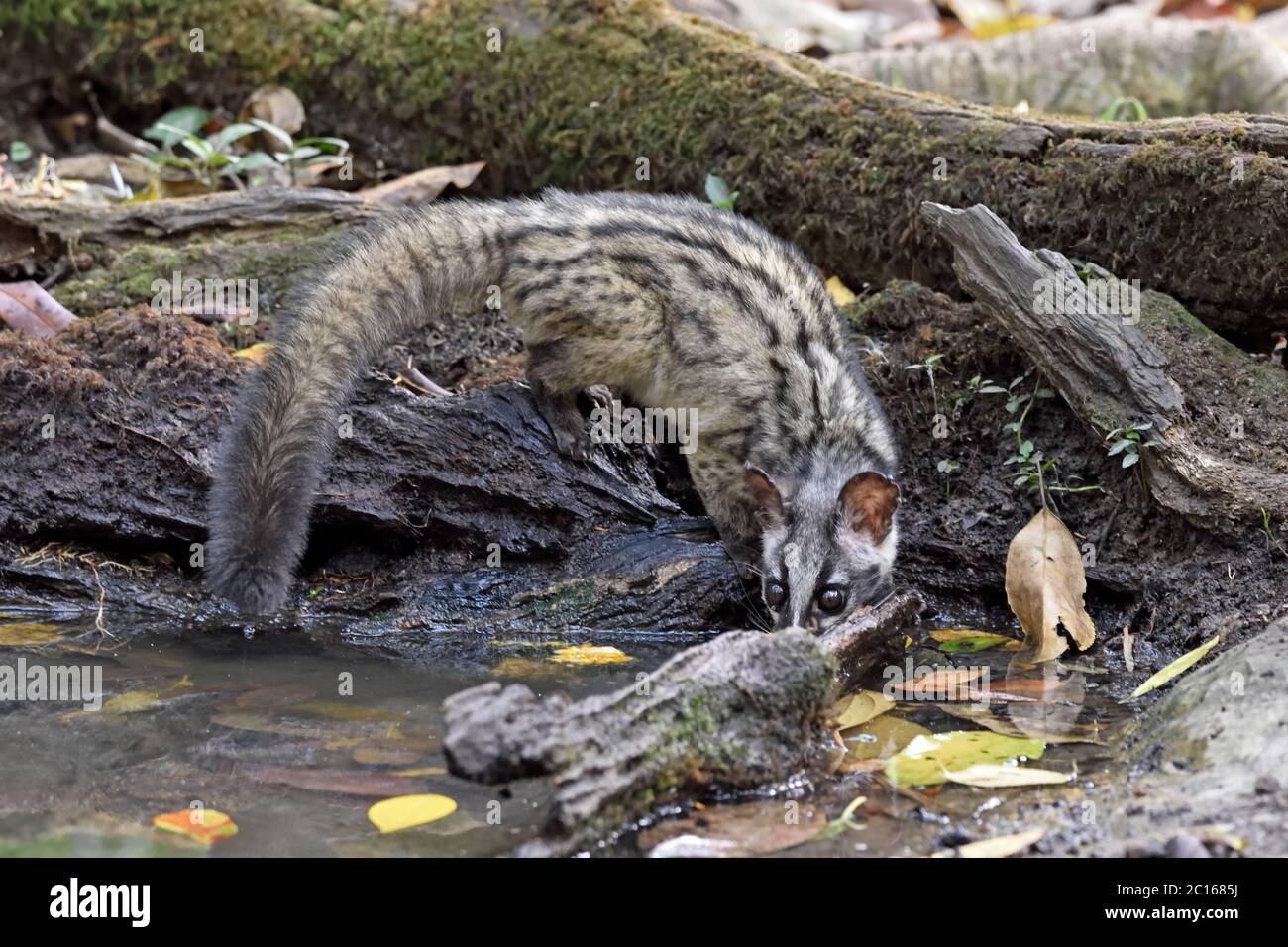 An Asian Palm Civet (Paradoxurus hermaphroditus) drinking from a pool in the forest in Thailand Stock Photo