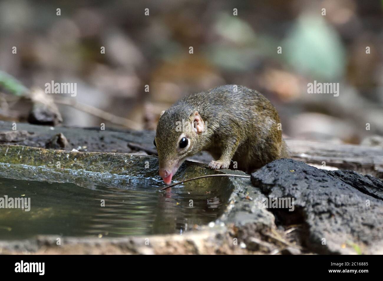 A Northern Treeshrew (Tupaia belangeri) drinking from a pool in the forest in Western Thailand Stock Photo