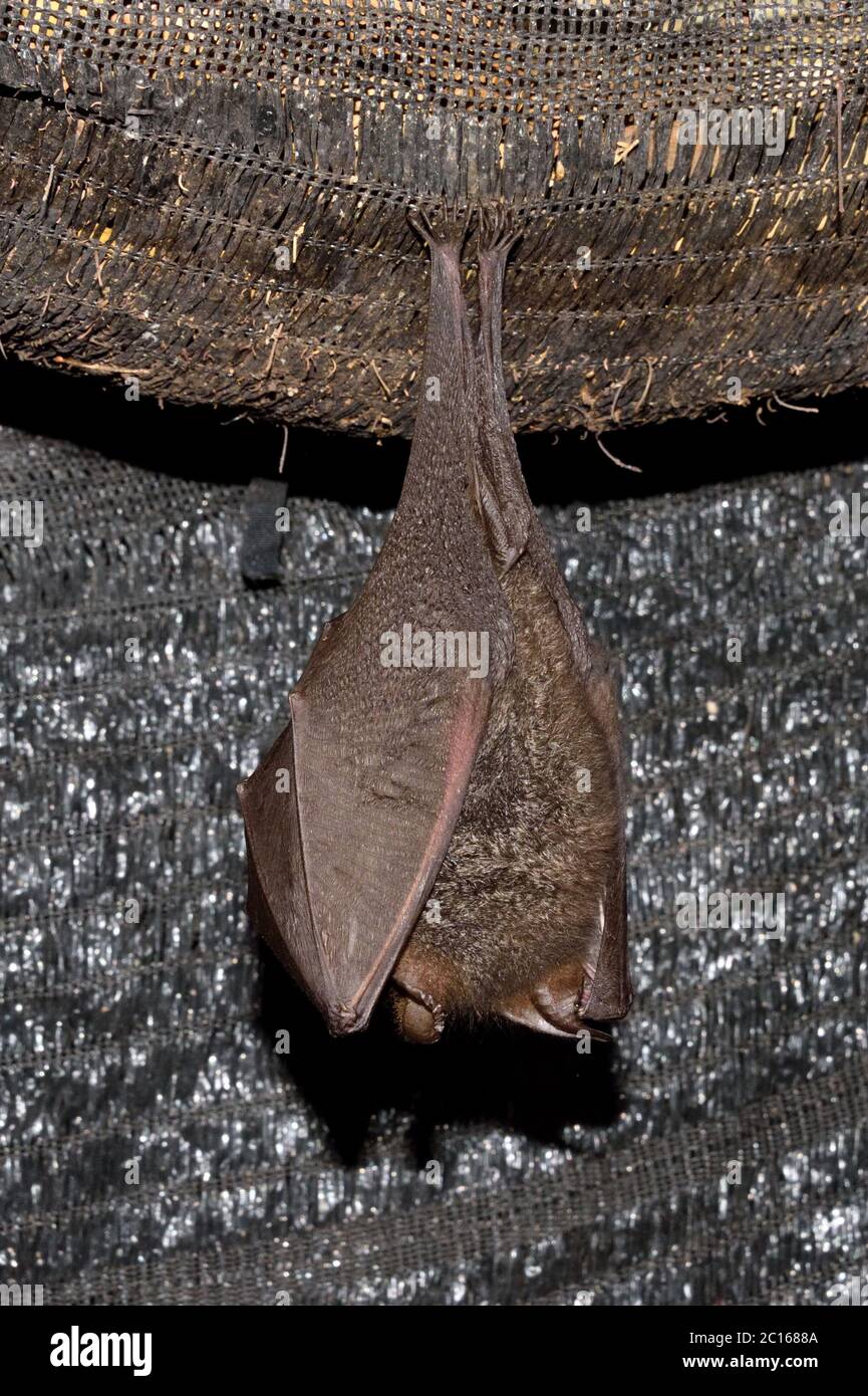 A Greater Woolly Horseshoe Bat (Rhinolophus luctus) in it's favourite