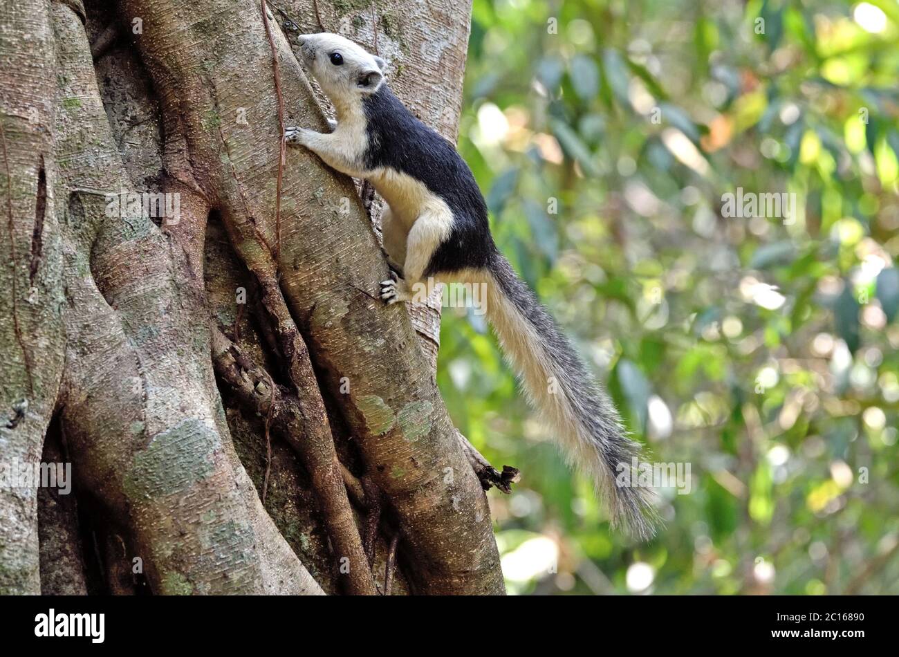 Large forest tree hi-res stock photography and images - Alamy