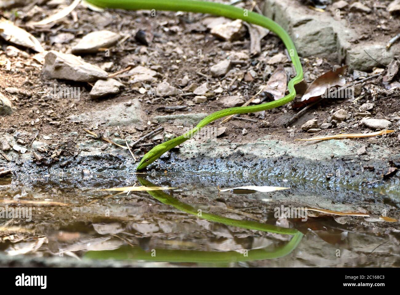 A large Oriental Whip Snake (Ahaetulla prasina) drinking from a forest pool in Western Thailand Stock Photo
