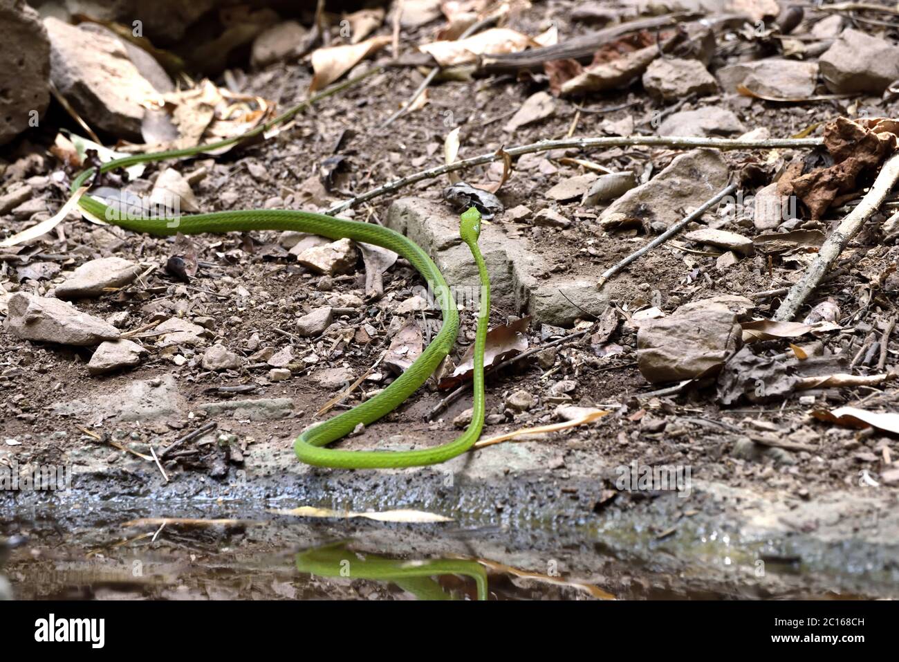 A large Oriental Whip Snake (Ahaetulla prasina) leaving after drinking from a forest pool in Western Thailand Stock Photo