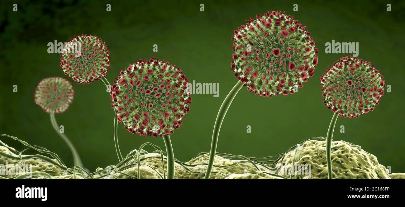 Microscopic image of growing molds or mold fungus and spores - 3d illustration Stock Photo