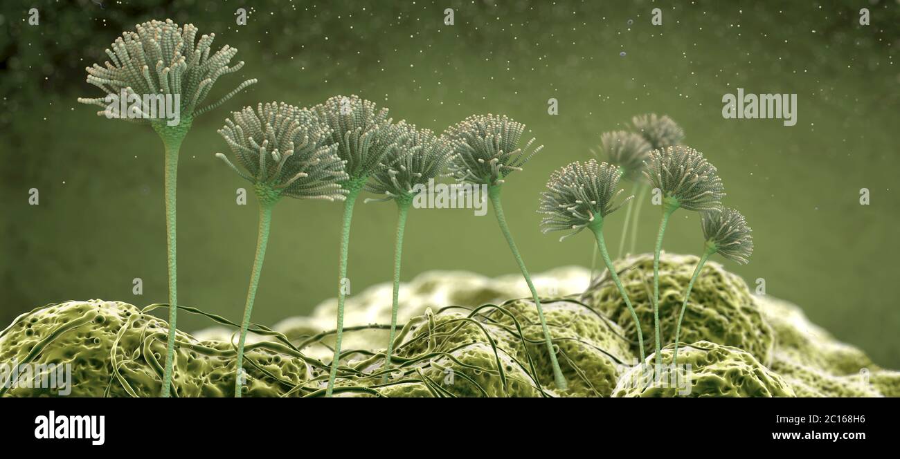 Microscopic image of growing molds or mold fungus and spores 3d