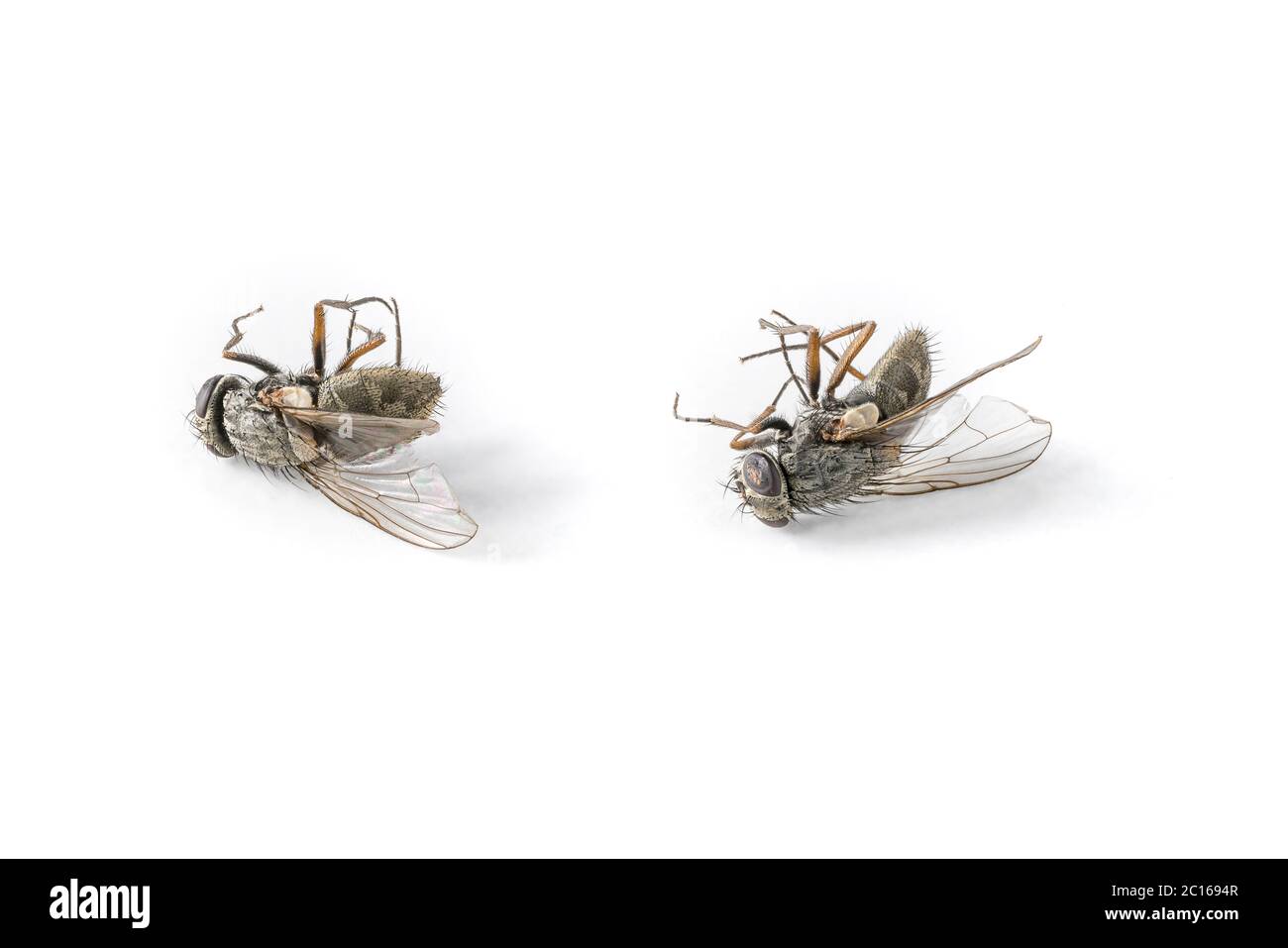 Two dead flies hi-res stock photography and images - Alamy
