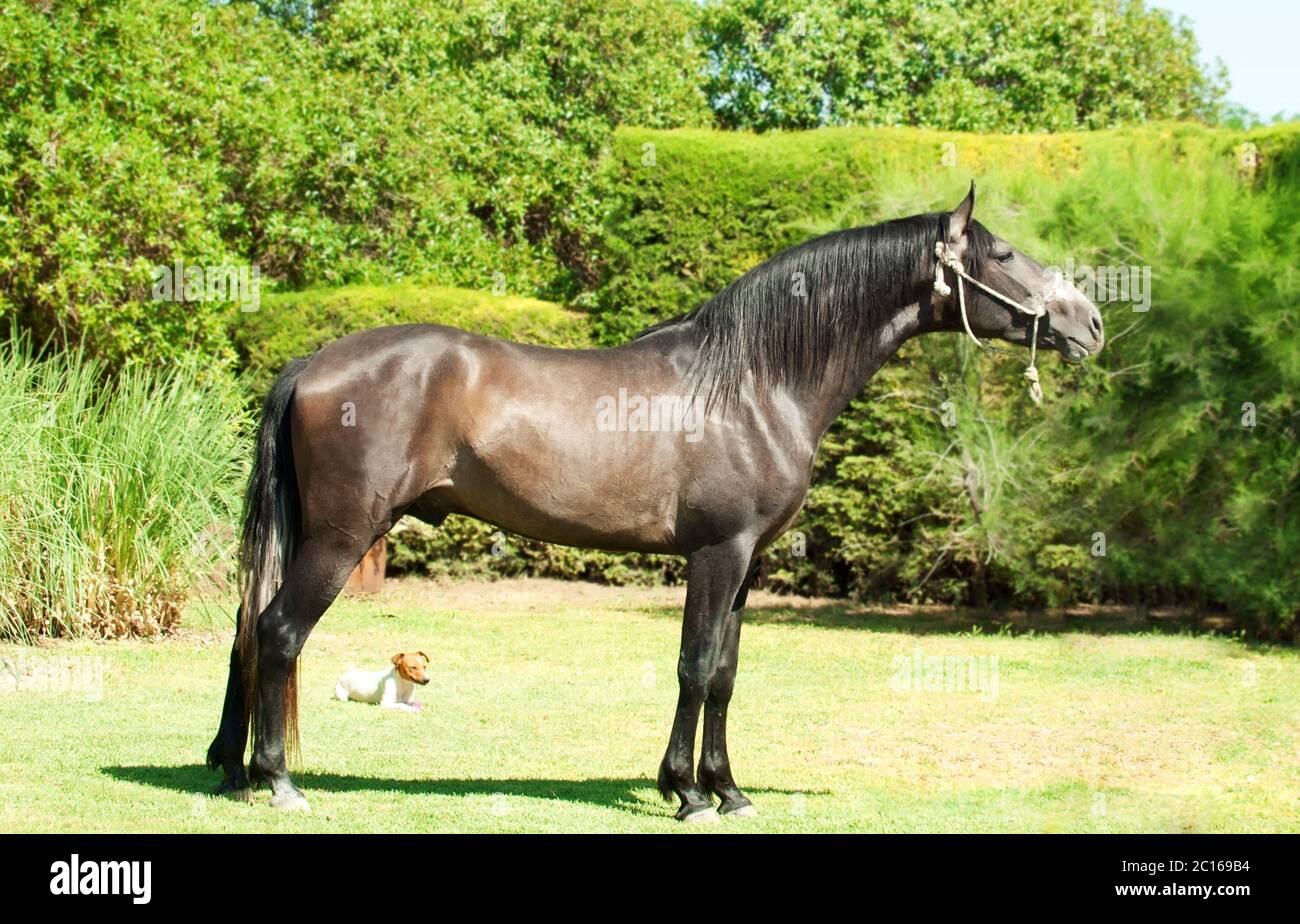 exterior of  pure-bred  Andalusian grey  stallion. Spain Stock Photo