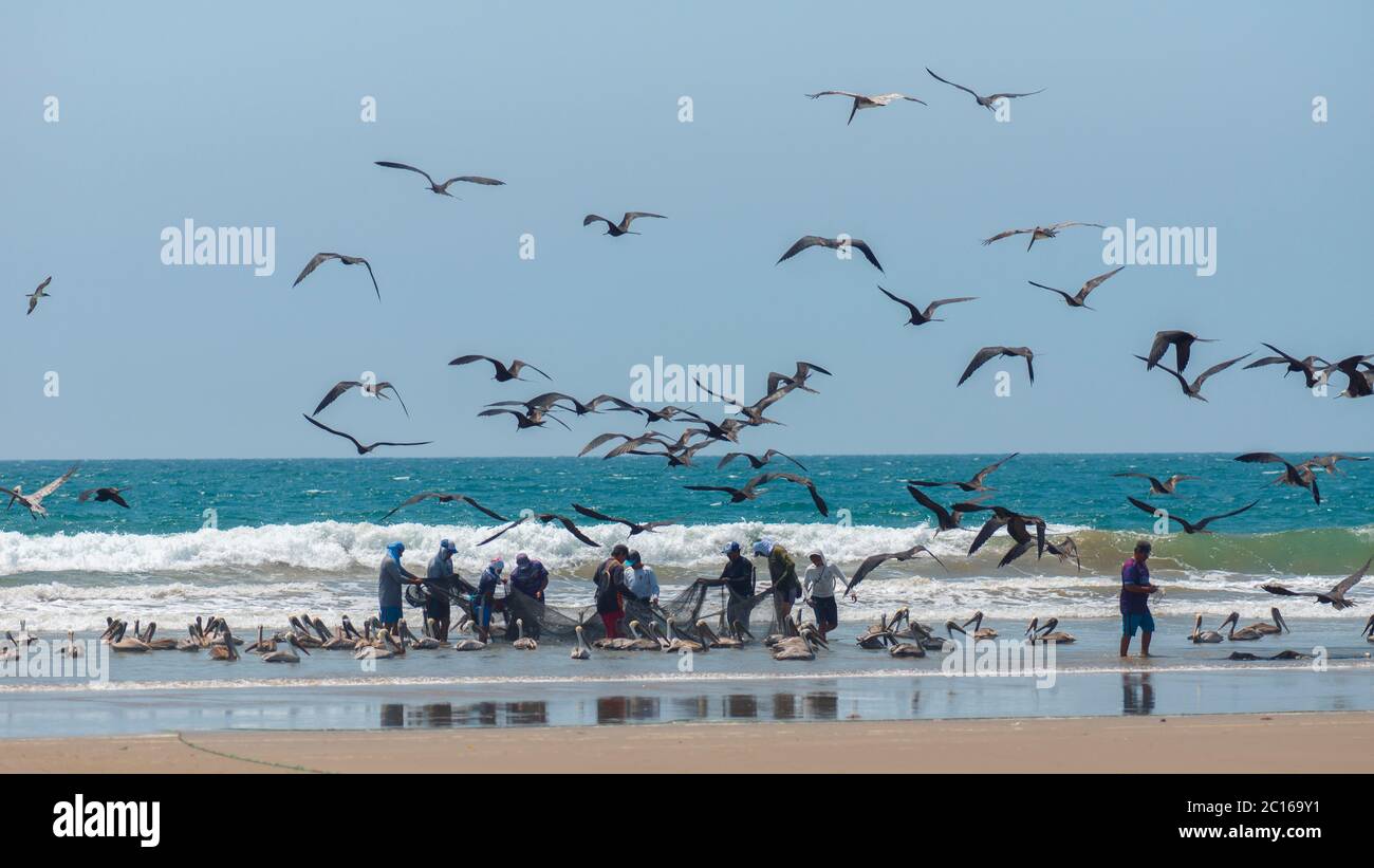 Palmar, Santa Elena / Ecuador - October 19 2019: Group of artisanal fishermen pulling fish out of the net on the beach with a group of pelicans and se Stock Photo