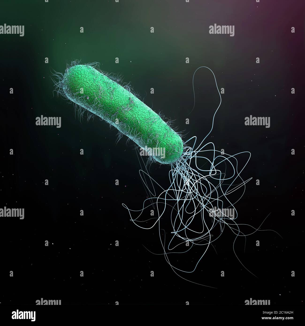 Pseudomonas aeruginosa hires stock photography and images Alamy