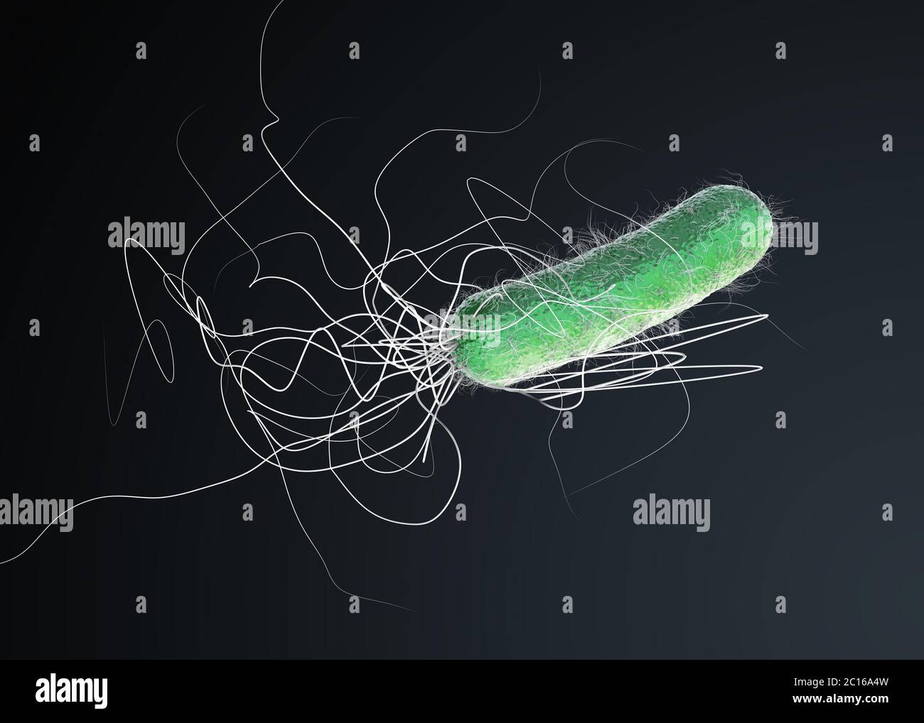 Green colored multiple antibiotic resistant Pseudomonas aeruginosa
