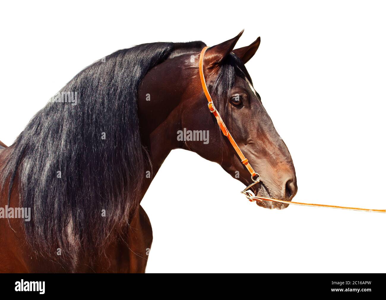 portrait of Andalusian bay stallion at white background Stock Photo
