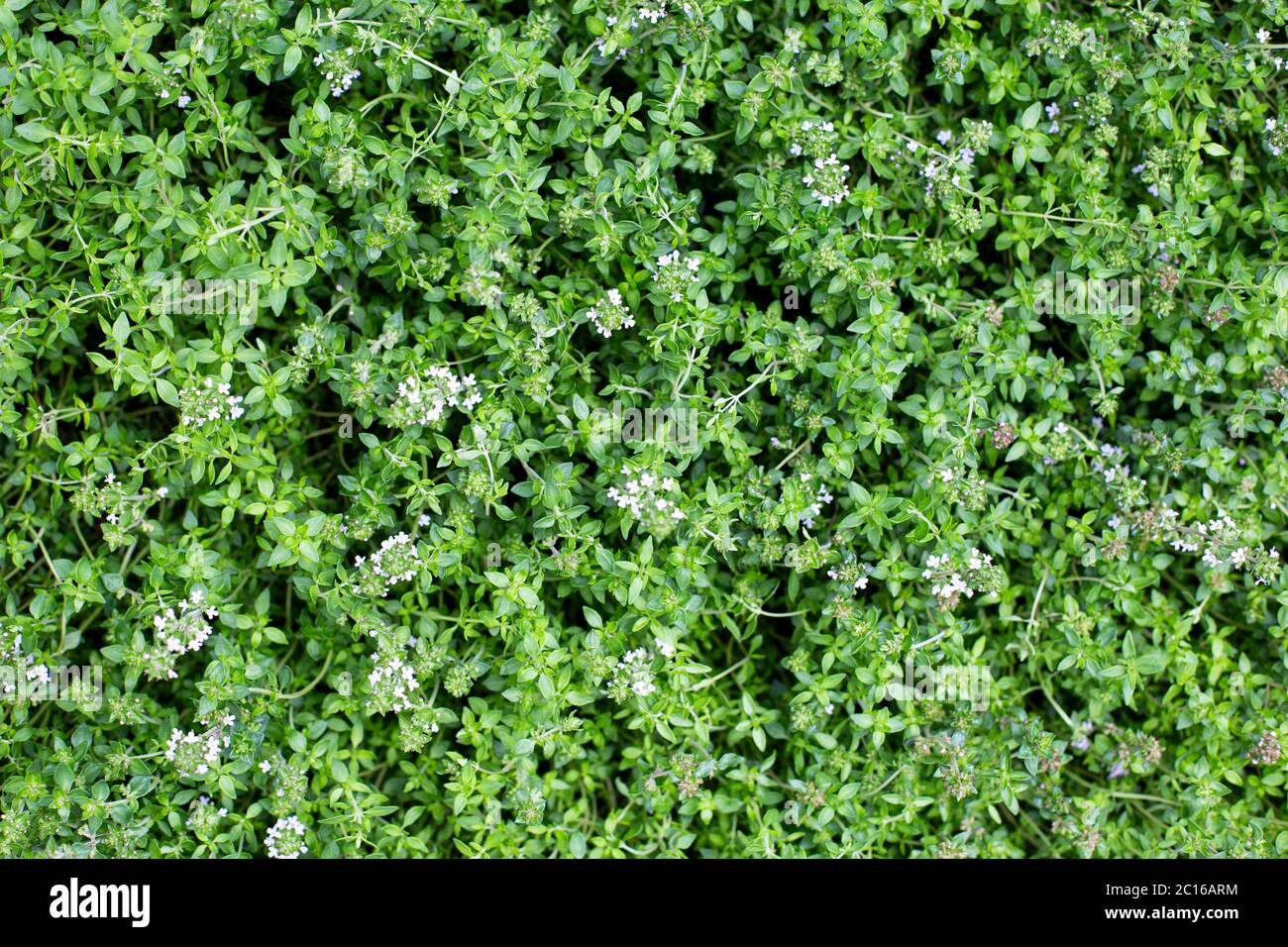 Thyme plant background. Green thyme leaves pattern. Herbal background. Stock Photo