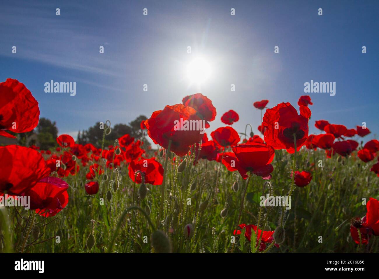 Poppy field during a spring Stock Photo