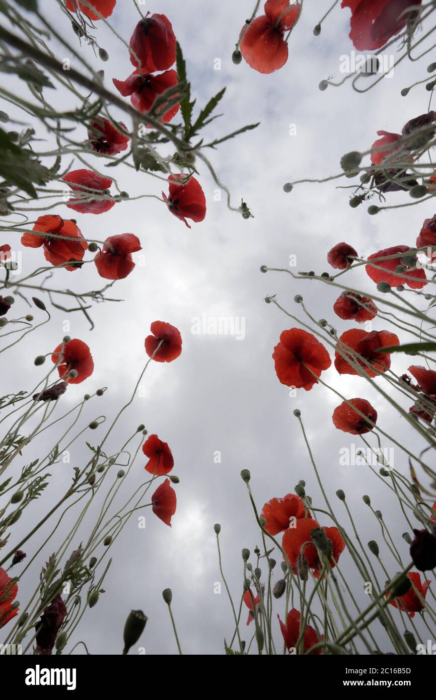 Poppies field low angle Stock Photo