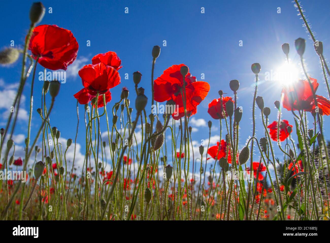 Poppy field during a spring Stock Photo