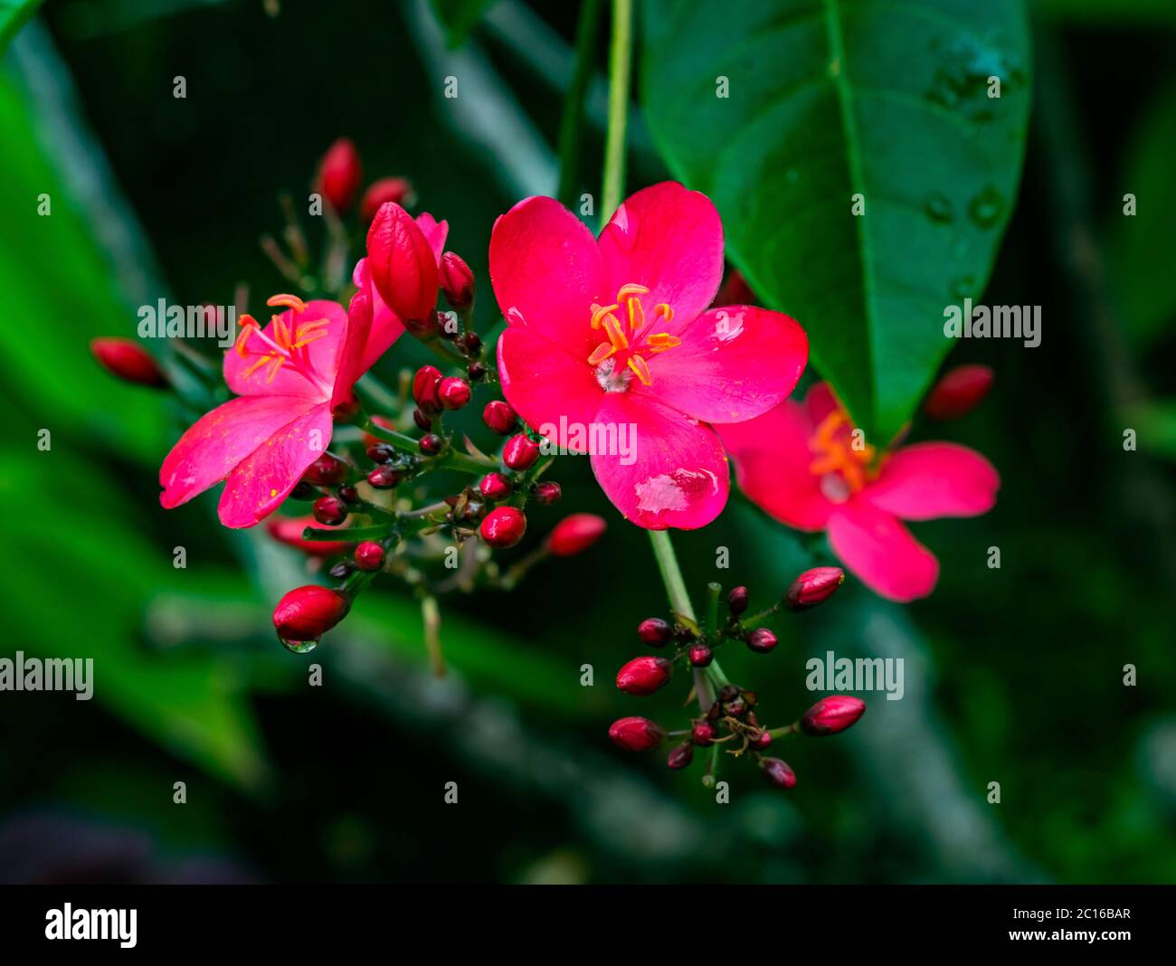 Pink Peregrina Spicy Jatropha Bush Green Leaves Easter Island Chile