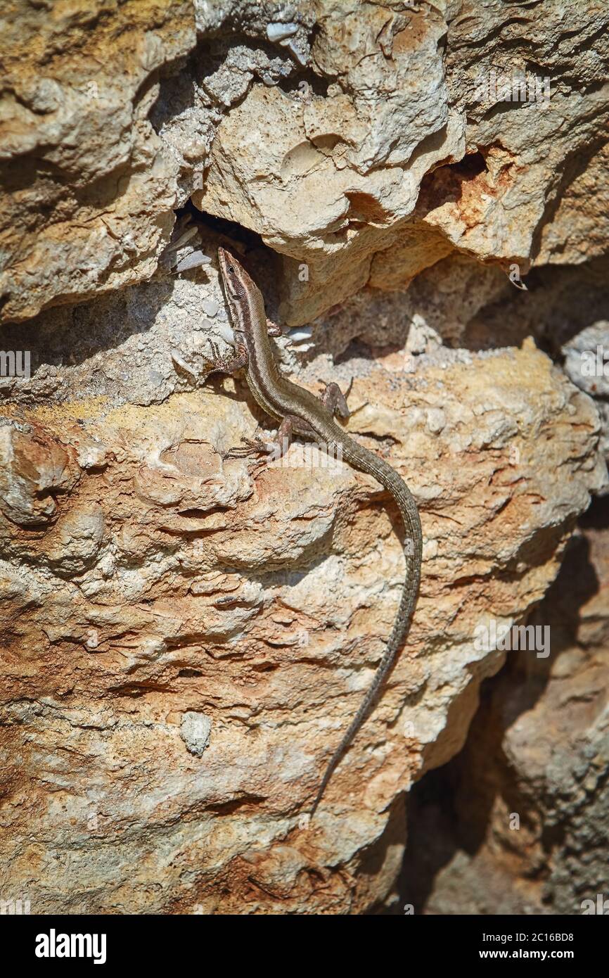 Lizard on Stone Stock Photo