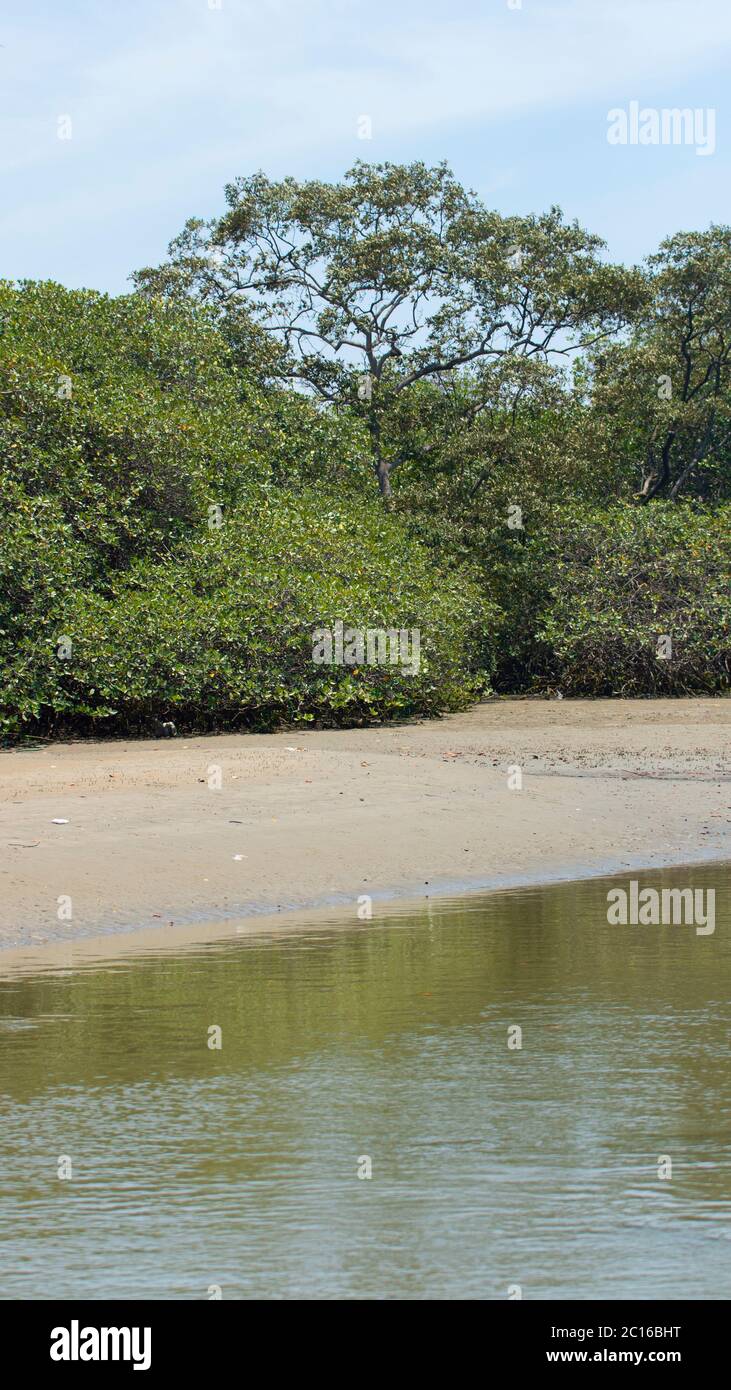 Black mangrove forest by the river at low tide on a sunny day. Scientific Name: Avicennia germinans Stock Photo