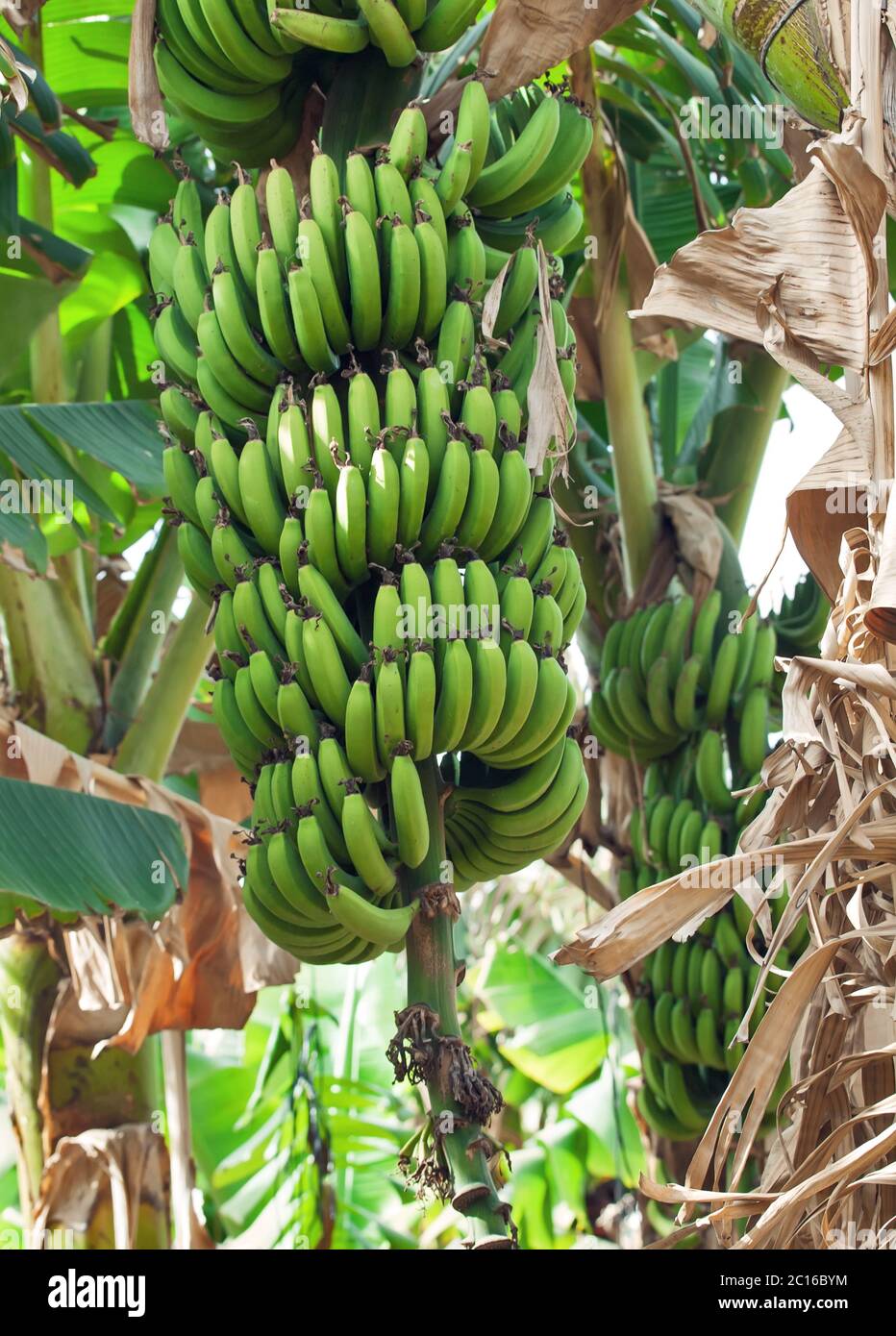 Ecuador banana harvesting hires stock photography and images Alamy